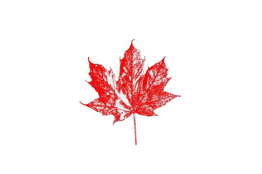 Celebrate Canada 150 Maple Leaf Photograph by Marlin and Laura Hum