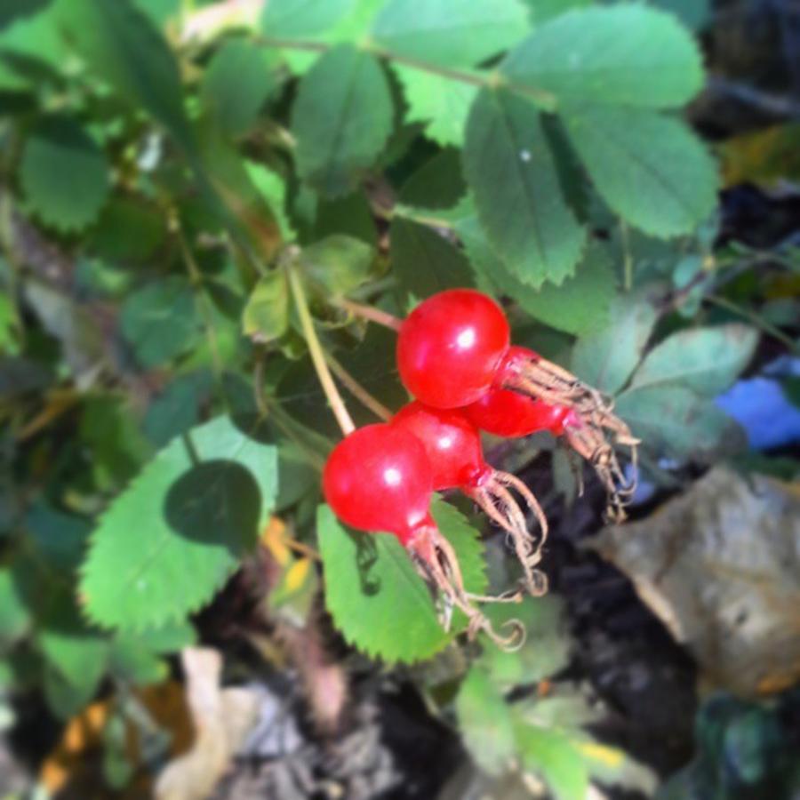 Fall Photograph - Mabon Berries by Krista Corner