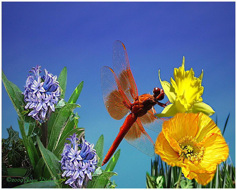 Celebrate Spring Photograph by Joyce Dickens