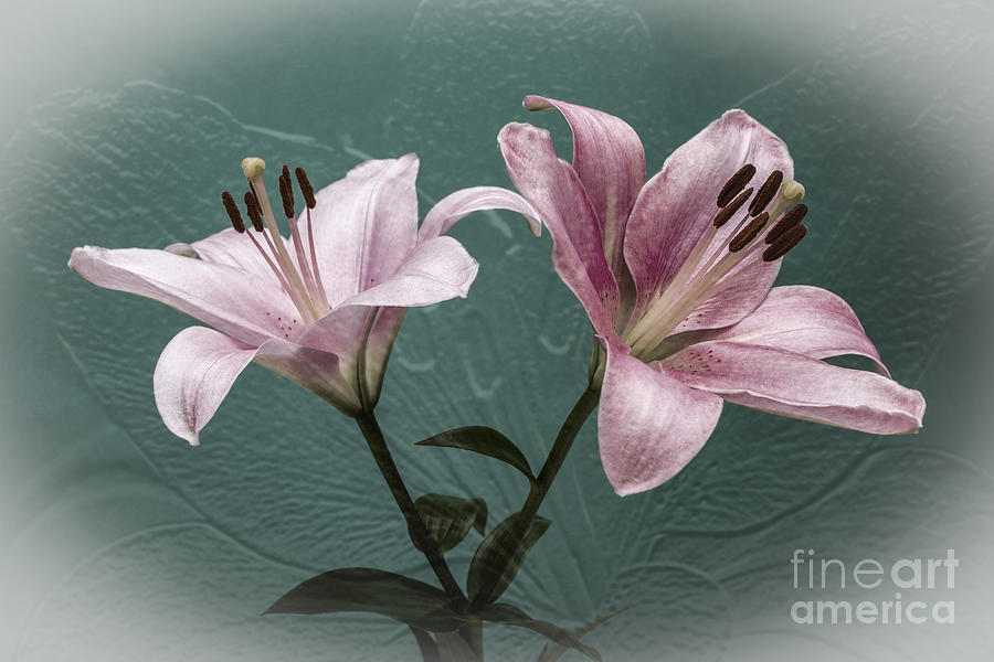 Lily Photograph - Celebrate by Steve Purnell