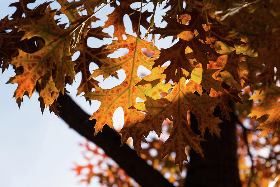 Celebrating Autumn Colors -  Photograph by Georgia Mizuleva