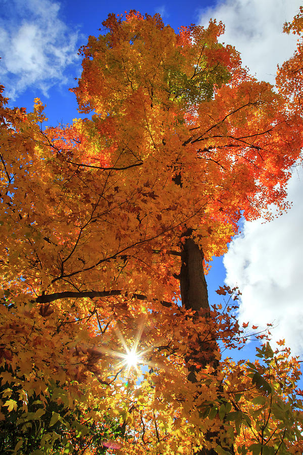 Celebrating Autumn Photograph by Gary Hall