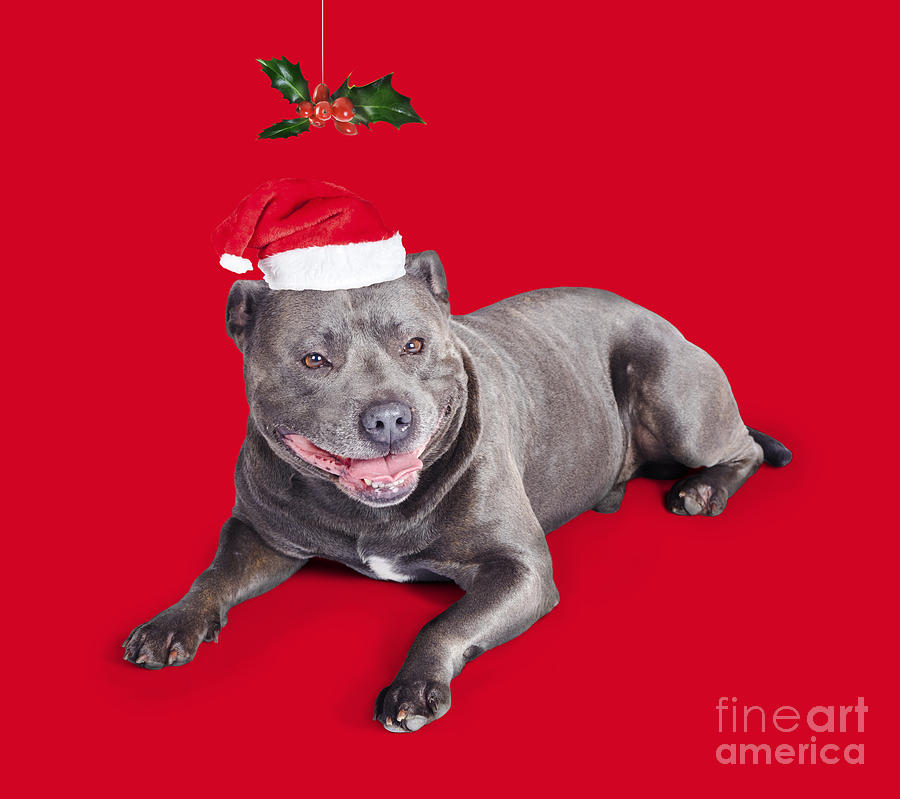 Celebrating Christmas with a blue staffie dog Photograph by Jorgo Photography