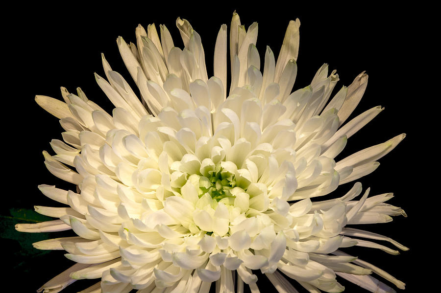 Flower Photograph - Celebrating the Chrysanthemum by Velda Ruddock