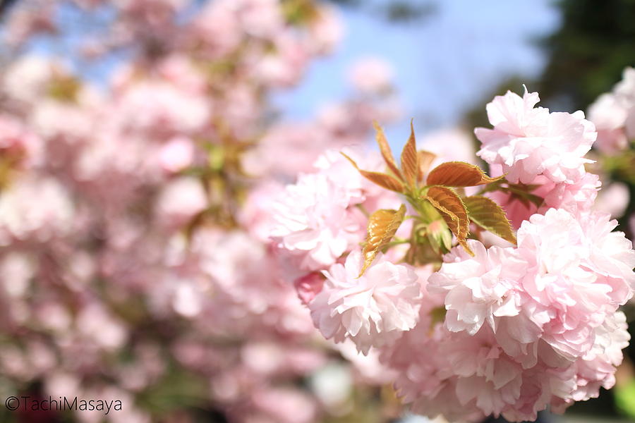 Spring Photograph - Celebration of Hope by Tachi Masaya