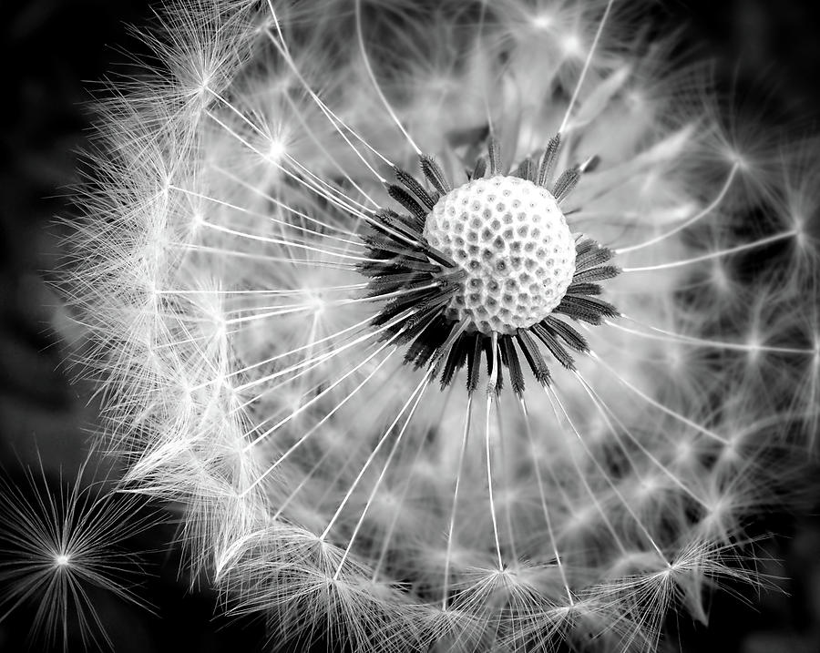 CELEBRATION of NATURE in Black and White Photograph by Karen Wiles