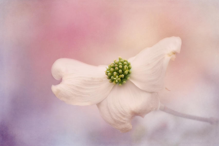 Celebration of Spring Photograph by Kim Hojnacki