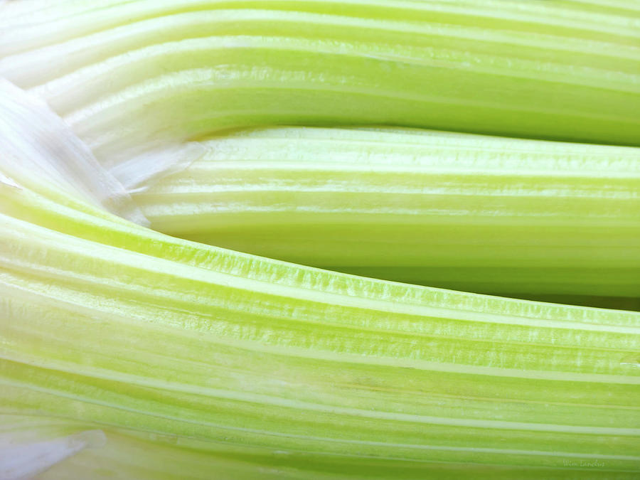 Abstract Photograph - Celery Abstract by Wim Lanclus