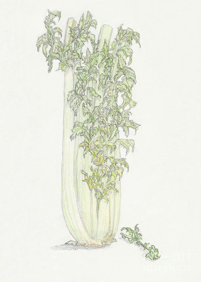 Celery Drawing by Tara Poole | Fine Art America