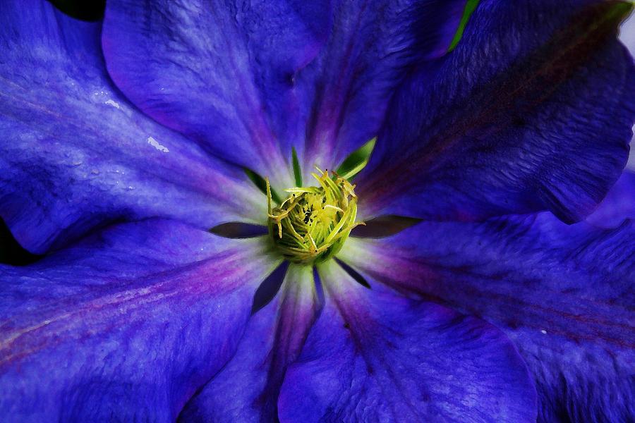 Celestial clematis Photograph by Nigel Radcliffe