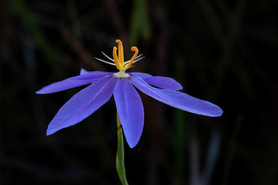 Celestial Lily Photograph by Paul Rebmann