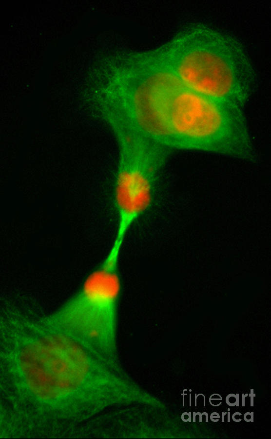 Cell Division, Fm Photograph by Science Source