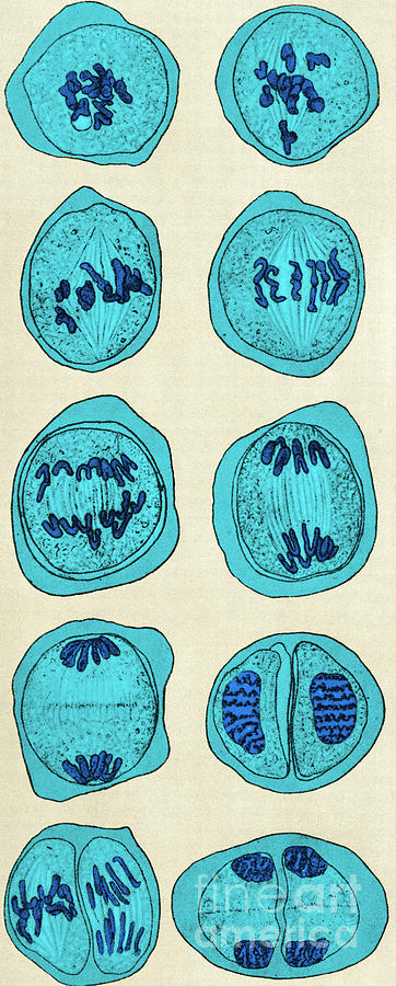 Cell Division, Illustration Photograph by Science Source