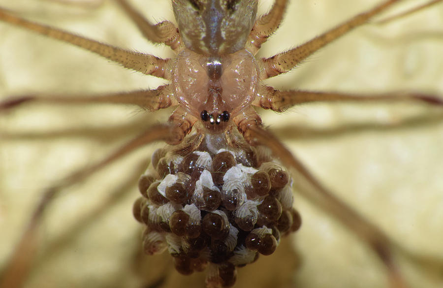Cellar Spider with Eggs Photograph by Larah McElroy