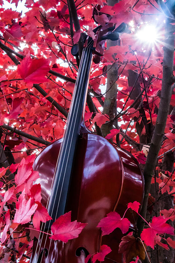 Cello In A Maple Tree Photograph by Mick Anderson