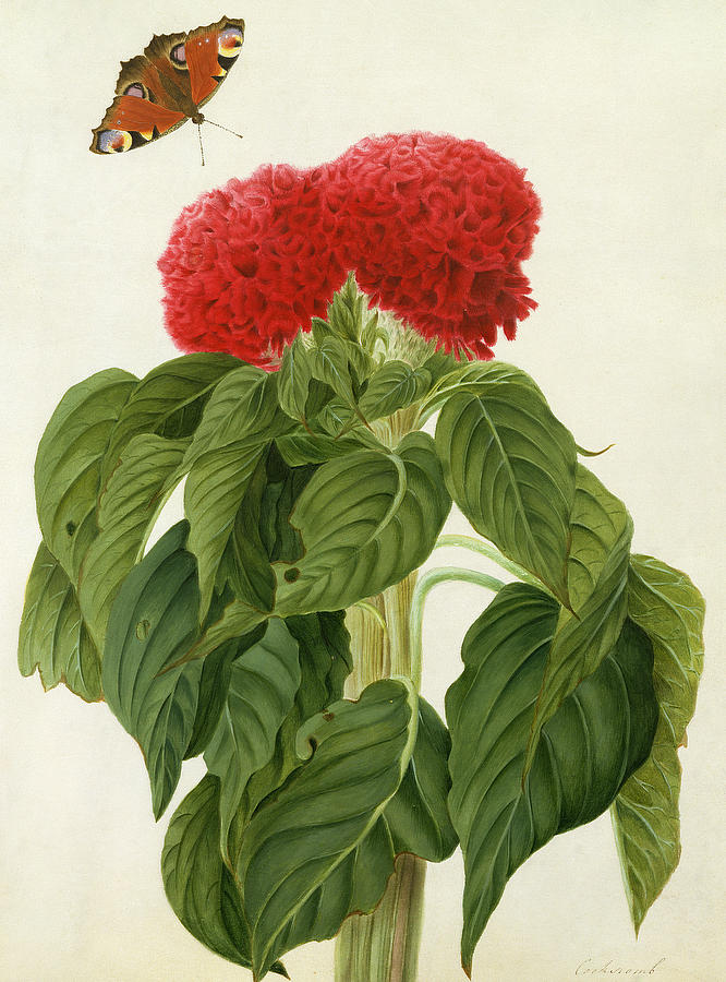 Celosia Argentea Cristata and Butterfly Painting by Matilda Conyers
