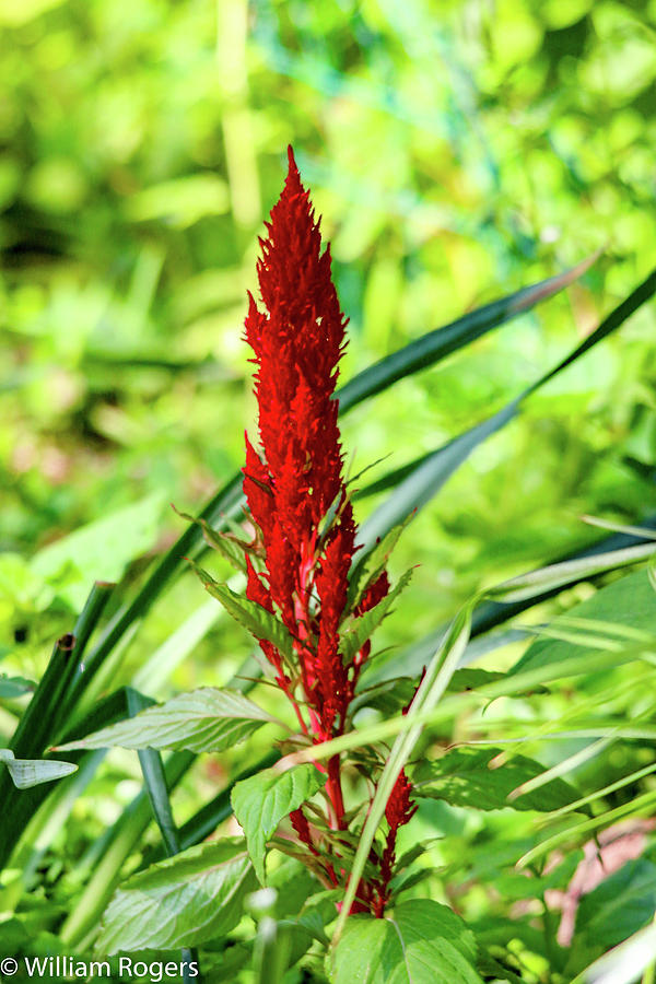 Celosia Dragons Breath Photograph By William E Rogers