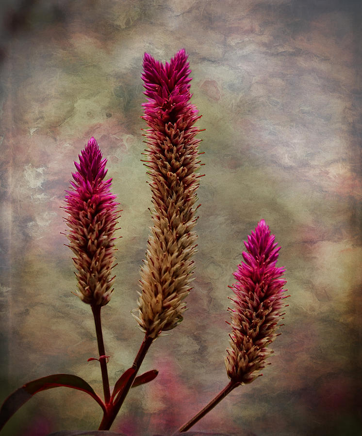 Celosia Photograph by Judy Vincent