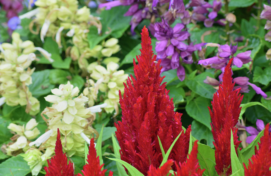 Celosia Photograph by Larah McElroy