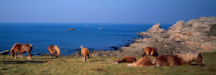 Nature Photograph - Celtic Horses On The Shore, Finistere by Panoramic Images
