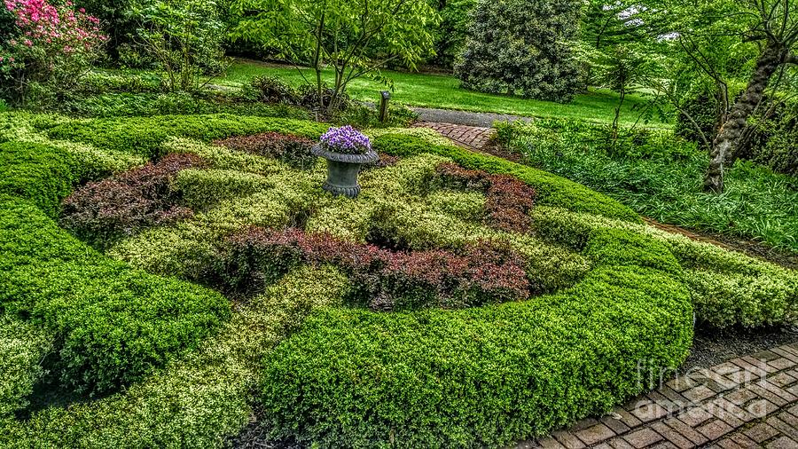 Celtic Topiary at Frelinghuysen Arboretum Photograph by Christopher Lotito