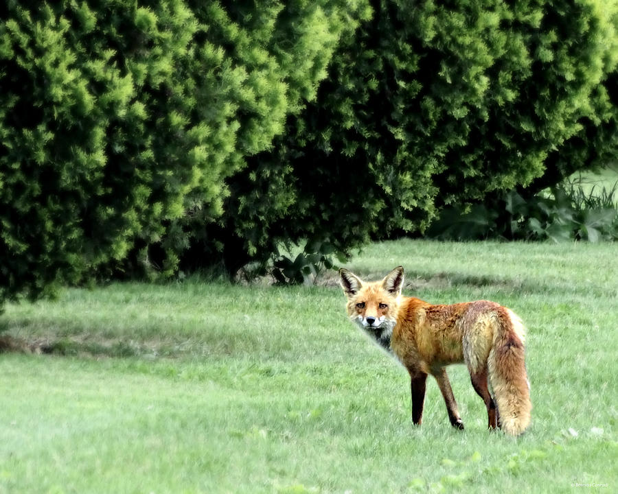 Cemetery Fox Photograph by Dark Whimsy