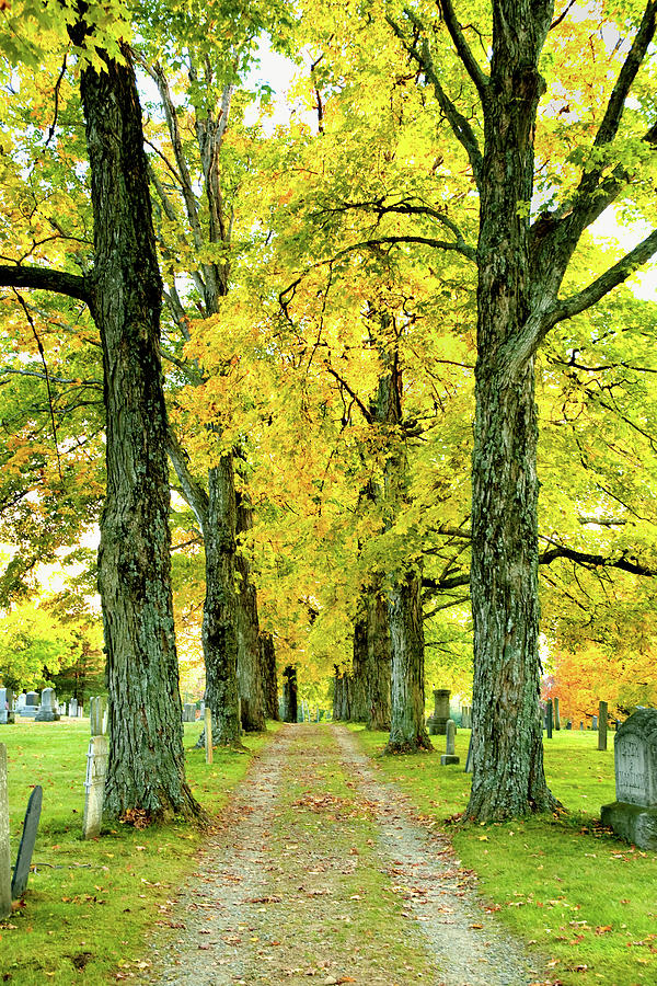 Cemetery Lane Photograph by Greg Fortier