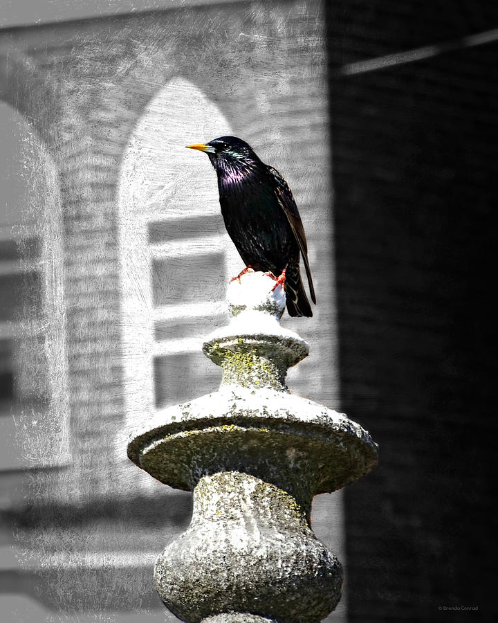 Bird Photograph - Cemetery Starling by Dark Whimsy