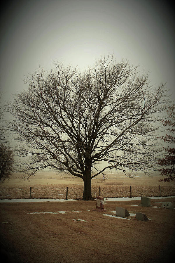 Tree Photograph - Cemetery Tree by Toni Grote