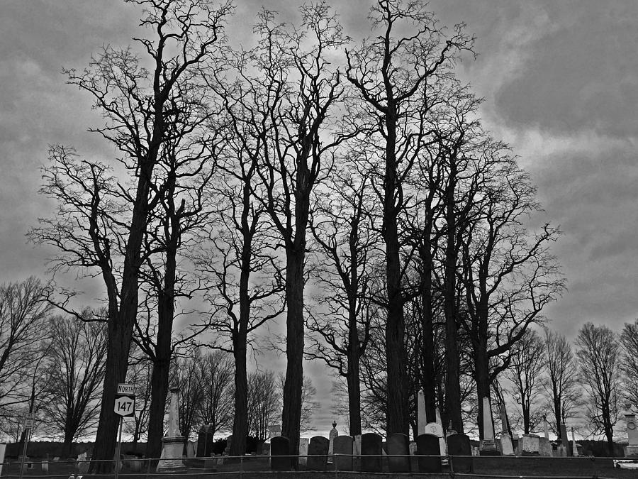 Tree Photograph - Cemetery Trees by Kerry Lawton