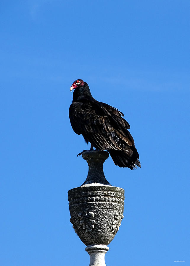 Vulture Photograph - Cemetery Vulture 2 by Dark Whimsy