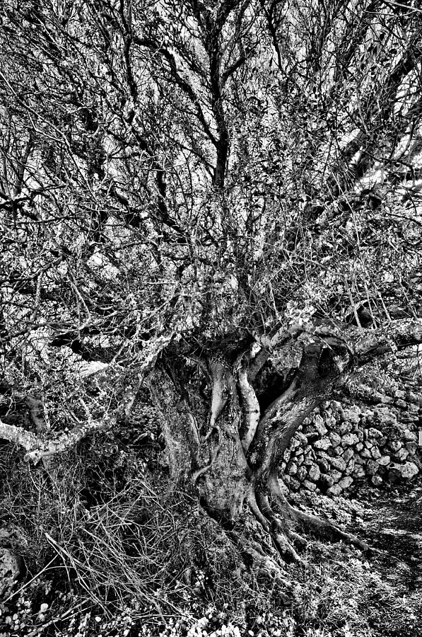 Centennial tree spreading branches Photograph by Pedro Cardona Llambias