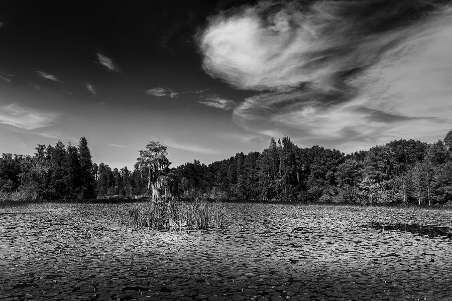Center Cypress - BW Photograph by Marvin Spates