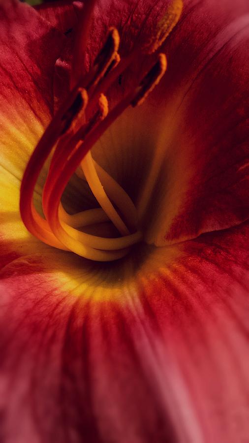Lily Photograph - Center by Kevin D Davis