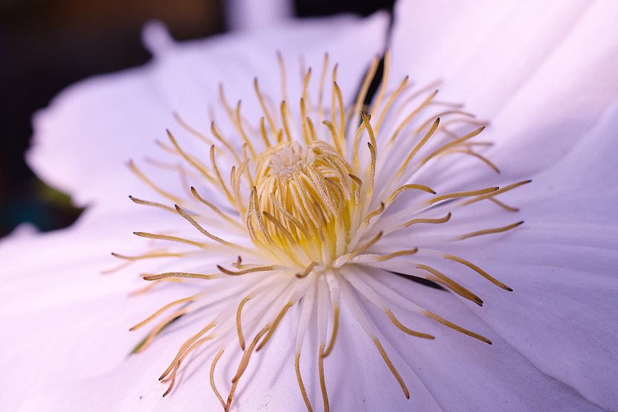 Center Of A Clematis Photograph by Jimmy Chuck Smith