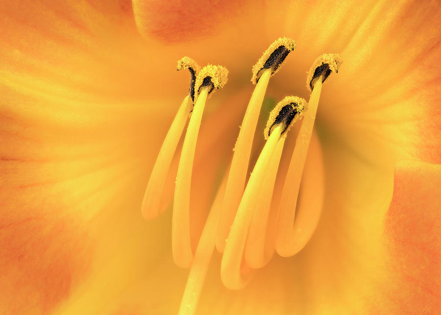 Center of an orange Daylily Photograph by Jim Hughes