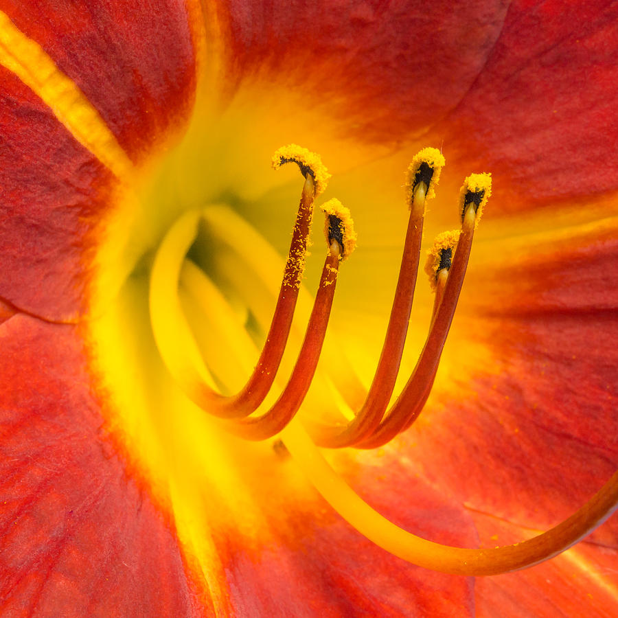 center of a Daylily Photograph by Jim Hughes