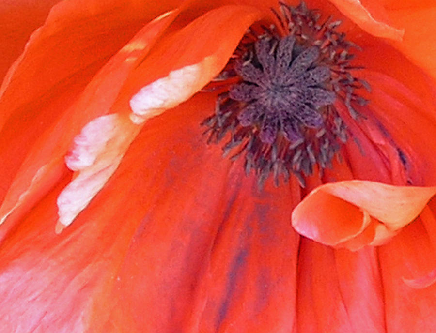 Flower Photograph - Center of a Poppy by Janis Beauchamp