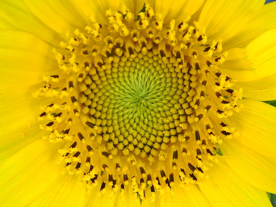 Center Of A Sunflower Photograph by Deborah Weinhart - Fine Art America