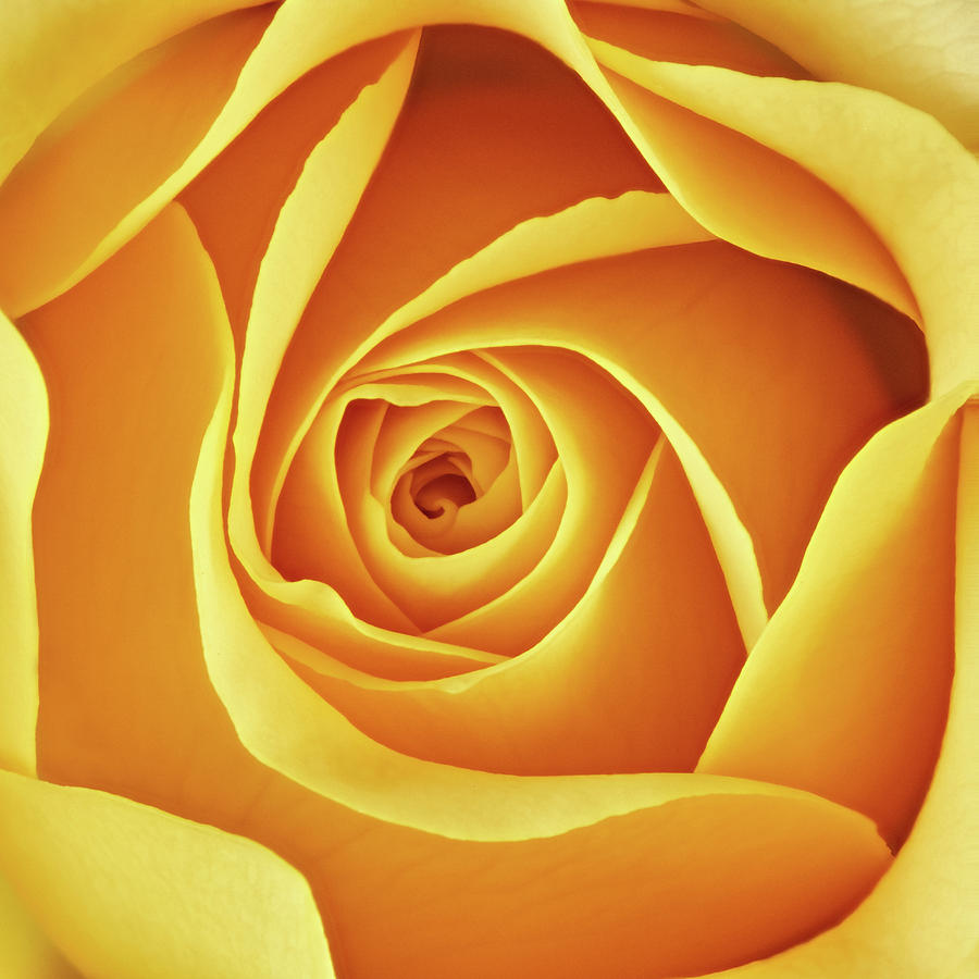 Rose Photograph - Center of a yellow rose by Jim Hughes