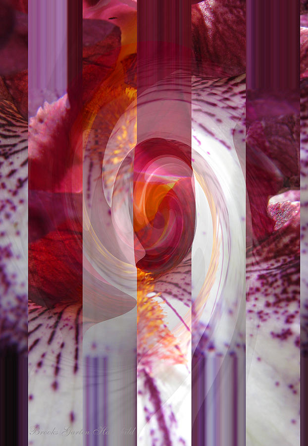 The Center of Attention - Abstract Iris Manipulated Photography - Flower Art Photograph by Brooks Garten Hauschild