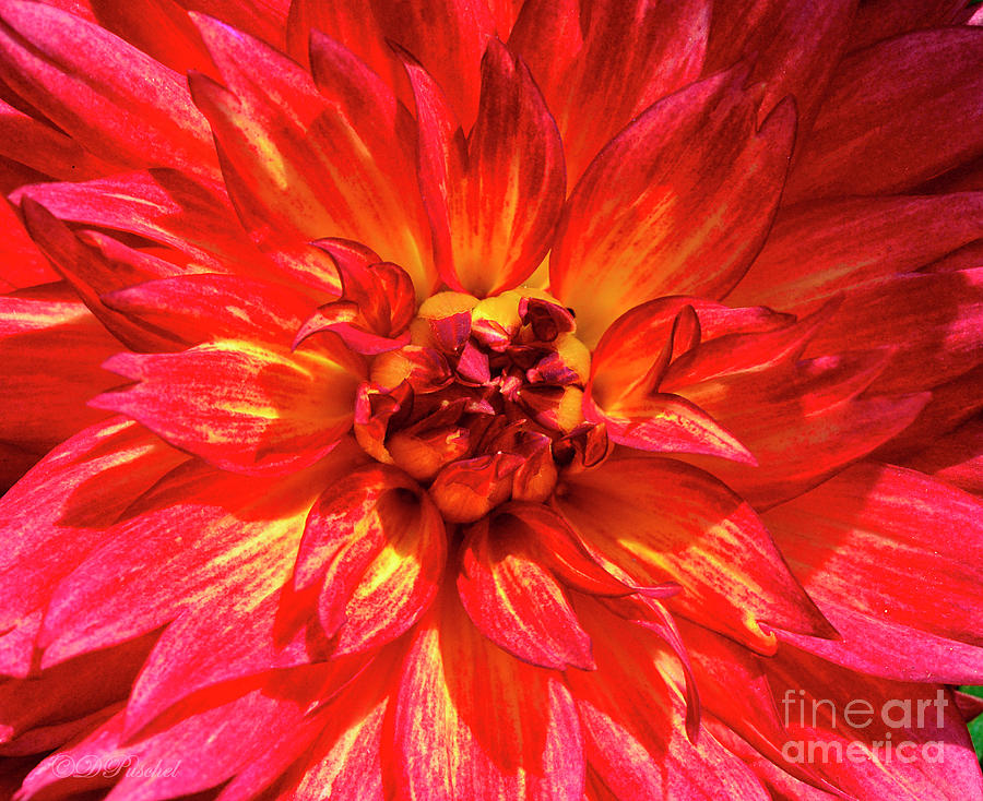 Center of Attention Dahlia Photograph by Debby Pueschel - Fine Art America