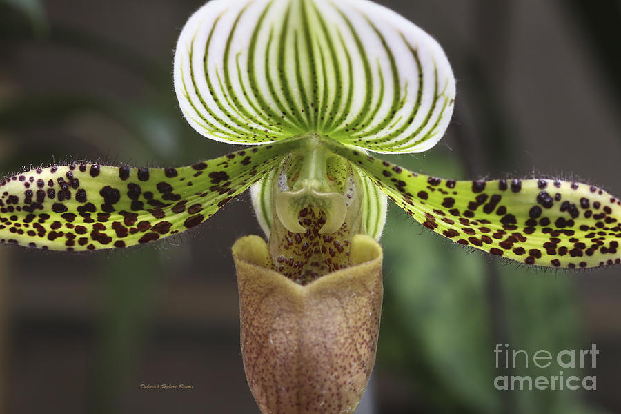 Orchid Photograph - Center Of Attention by Deborah Benoit