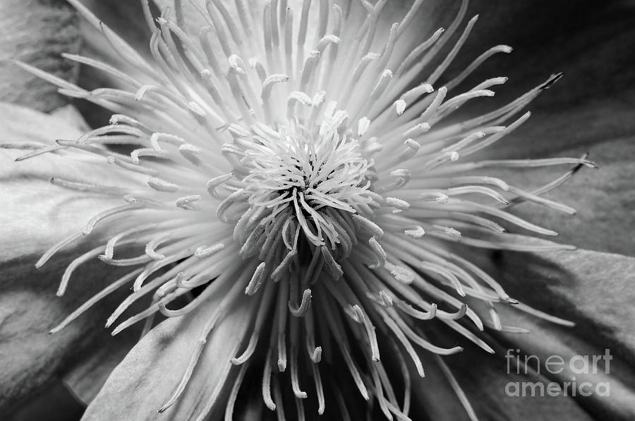 Center of Clematis - Black and White Botanical / Nature / Floral Photograph Photograph by PIPA Fine Art - Simply Solid