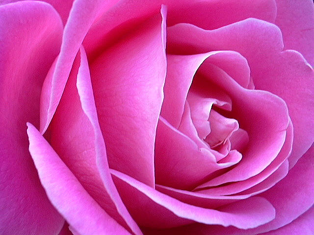 Rose Photograph - Center of Pink Rose by Shirley Stevenson Wallis
