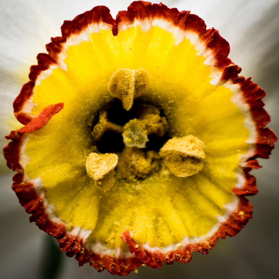 Center of the Flower Photograph by Jay Stockhaus