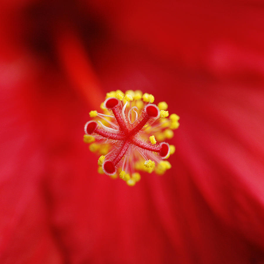Center of the Hibiscus Universe Photograph by Marilyn Hunt