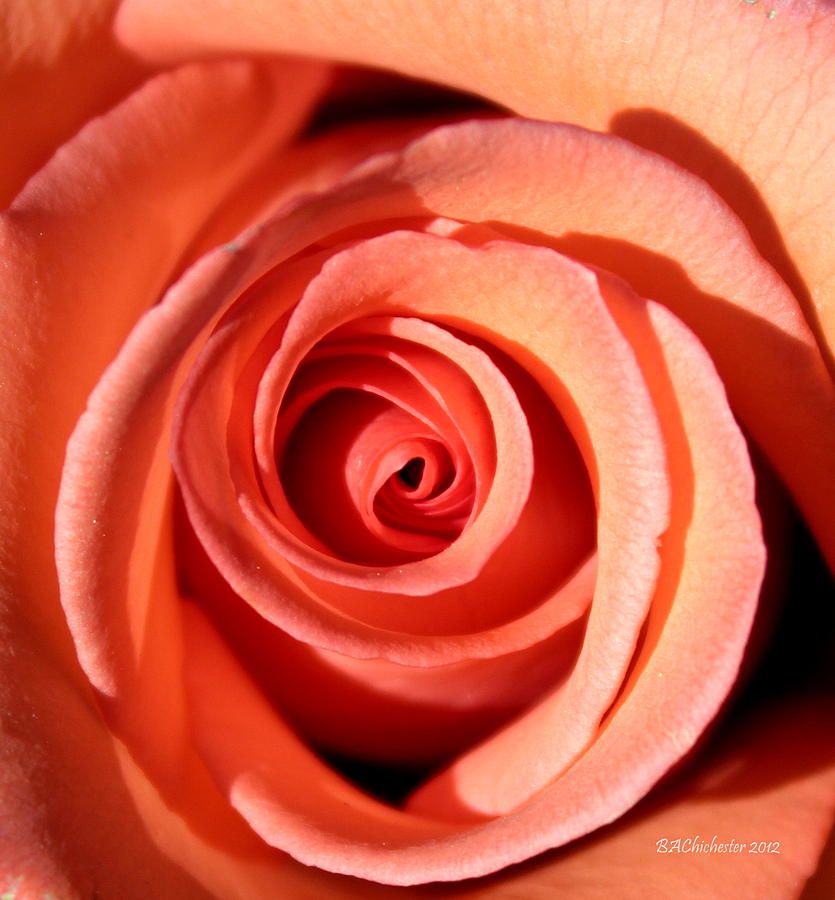 Rose Photograph - Center of the Peach Rose by Barbara Chichester