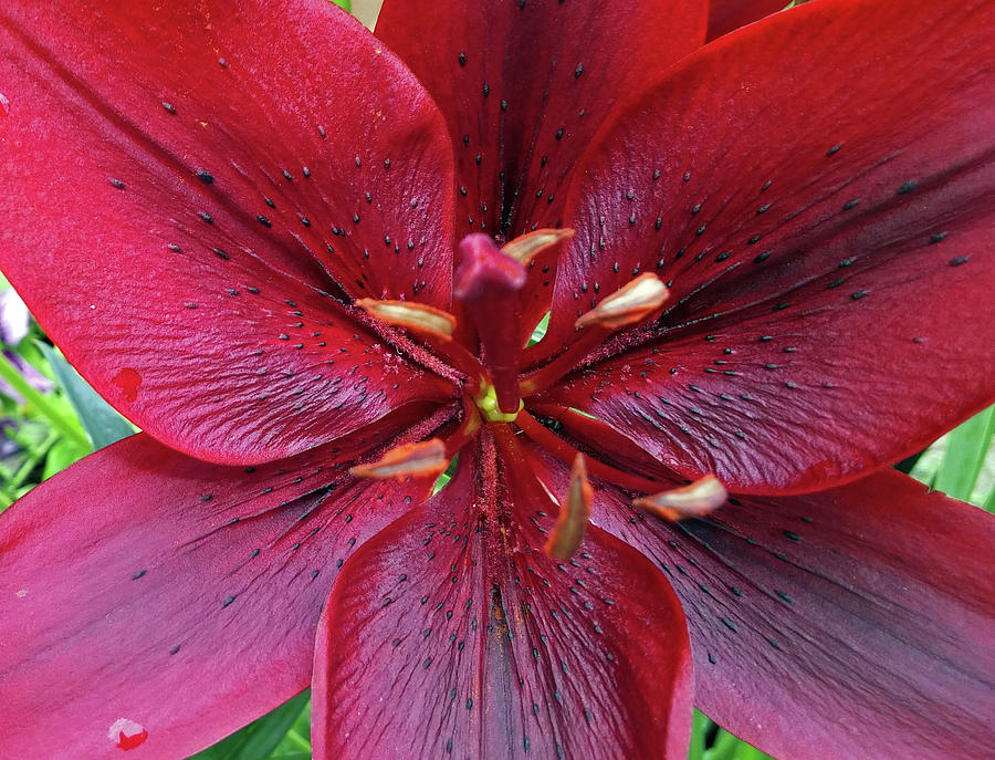 Flower Photograph - Center of the Red Lily by Janis Beauchamp