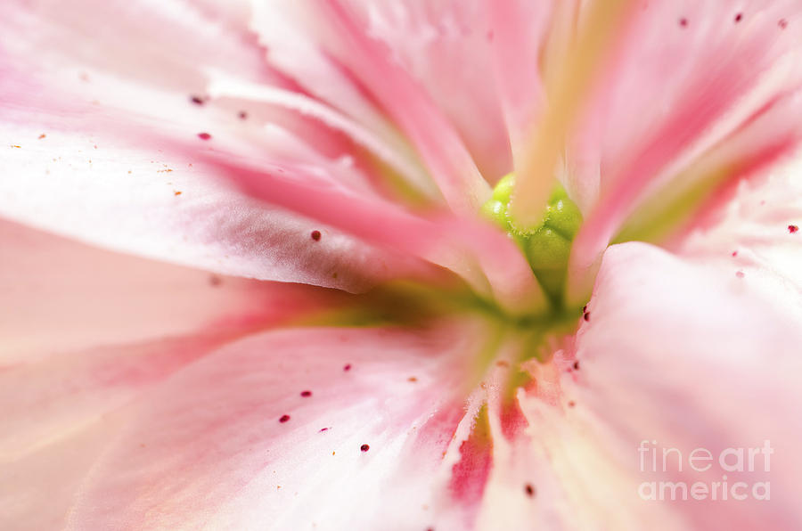 Center of the Stargazer Lily Botanical / Nature / Floral Photograph Photograph by PIPA Fine Art - Simply Solid